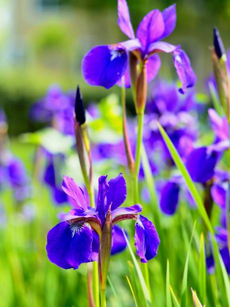 istock Vivid Siberian Iris Garden 1154682690