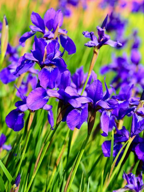istock Vivid Siberian Iris Garden 1154682695