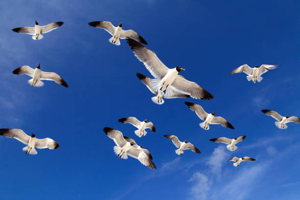 istock flock of seagulls flying over blue sunny sky 1154683333