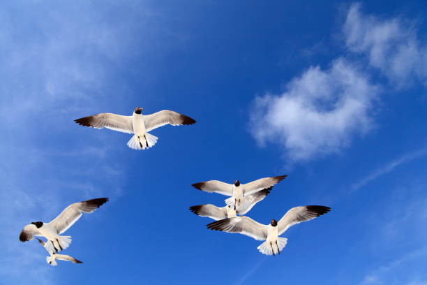istock flock of seagulls flying over blue sunny sky 1154683335