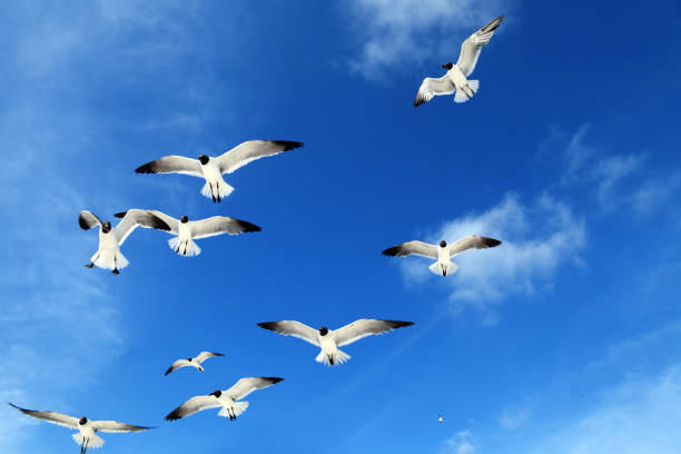 istock flock of seagulls flying over blue sunny sky 1154683377