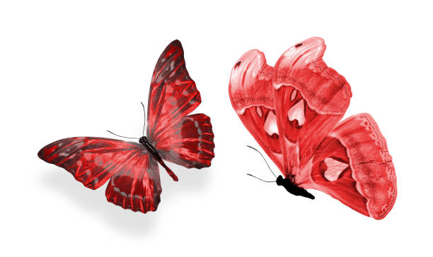 istock beautiful two red butterflies isolated on white background 1154684315