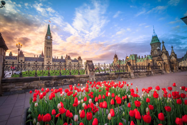 View of Canada Parliament building in Ottawa View of Canada Parliament building in Ottawa during tulip festival senator photos stock pictures, royalty-free photos & images