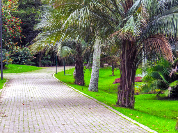 istock Cobblestone path and palm trees in public park 1154688026