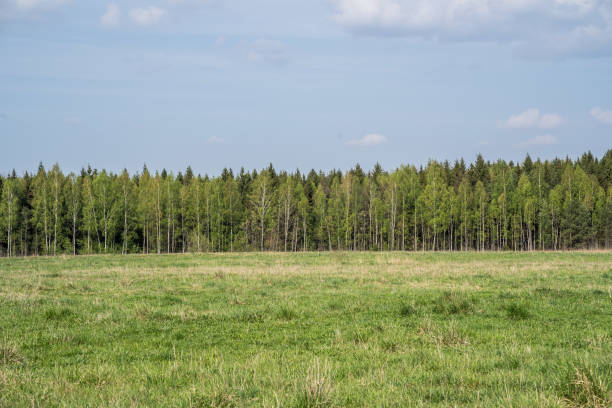 Meadow and a forest in a distance on a clear sunny day