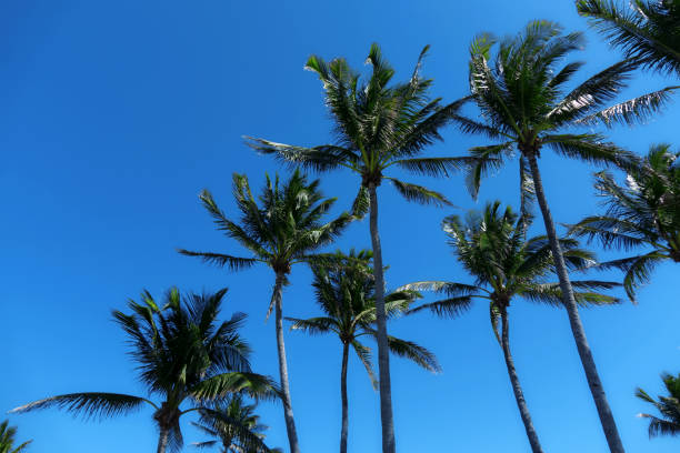 istock Group of tall coconut palm trees over sunny blue sky 1154691051