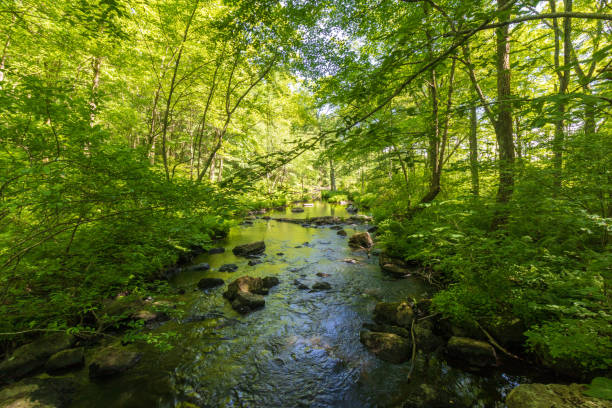 река, протекающая через лес - moss stream rock water стоковые фото и изображения