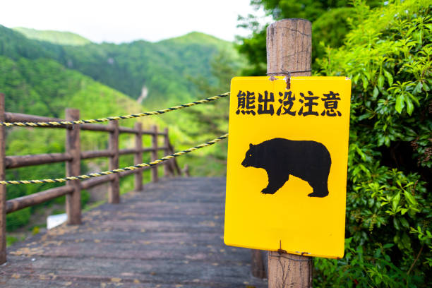 istock An image of Bear-warning sign. (Japanese translation: Warning Wild bear) 1154692670