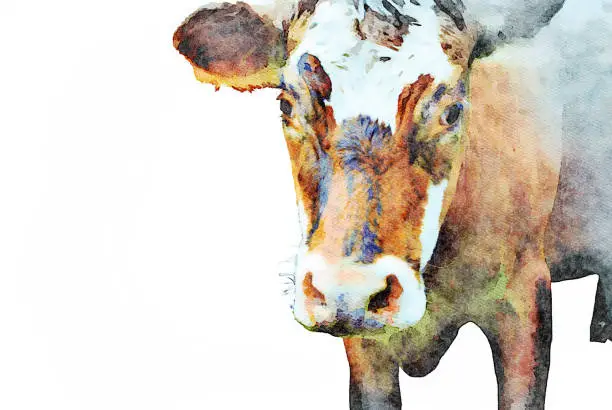 Photo of Watercolor Illustration of a Cow