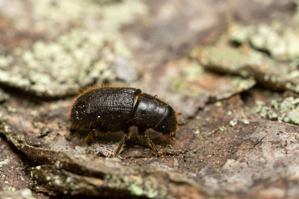 istock Great spruce bark beetle, Dendroctonus micans on pine bark 1154695306