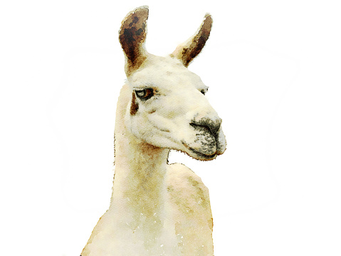 This is my Photographic Image of a llama in a Watercolour Effect. Because sometimes you might want a more illustrative image for an organic look.