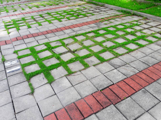 istock the grass in the Parking lot 1154696018