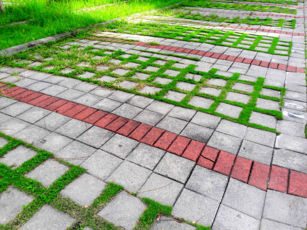 istock the grass in the Parking lot 1154699170