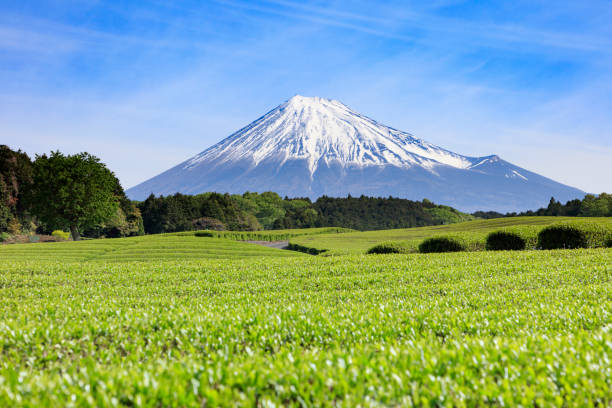 istock Mt. Fuji and tea plantations in early summer 1154699983
