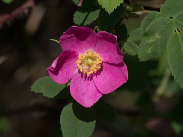 istock Wild Rose Closeup in Alaska 1154700814