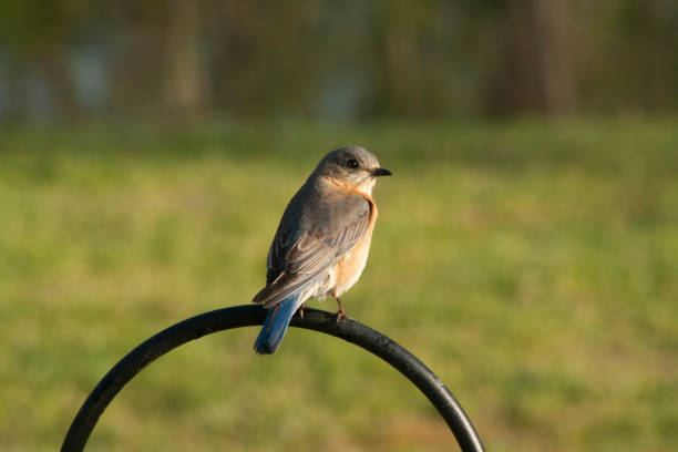 istock Eastern Bluebird - Sialia sialis 1154701663