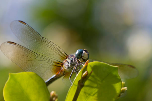 istock Blue Dasher Dragonfly - Pachydiplax Longipennis 1154701690