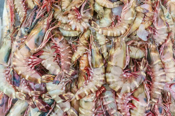 Close up of a variety of colorful fresh lobster on display at fishmarket.
