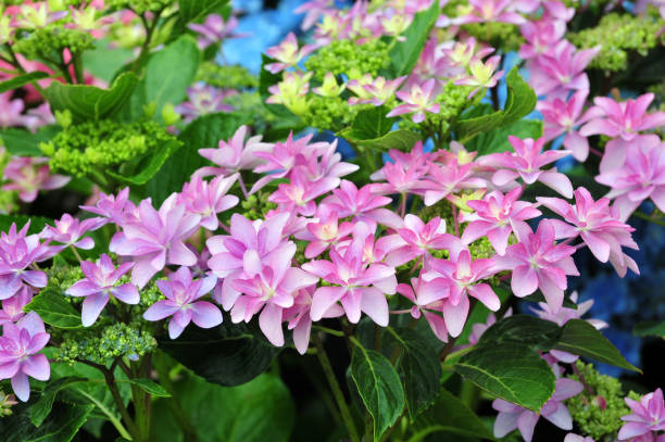 Hydrangea Hydrangea at the Huis Ten Bosch in Kyusyu, Nagasaki, Japan huis ten bosch stock pictures, royalty-free photos & images