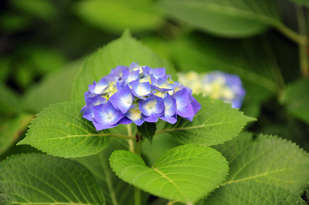 Hydrangea Hydrangea at the Huis Ten Bosch in Kyusyu, Nagasaki, Japan huis ten bosch stock pictures, royalty-free photos & images