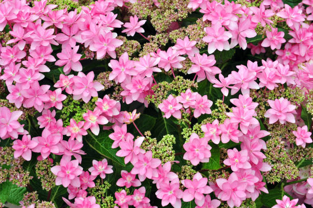 Hydrangea Hydrangea at the Huis Ten Bosch in Kyusyu, Nagasaki, Japan huis ten bosch stock pictures, royalty-free photos & images