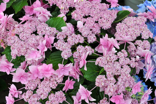 Hydrangea Hydrangea at the Huis Ten Bosch in Kyusyu, Nagasaki, Japan huis ten bosch stock pictures, royalty-free photos & images