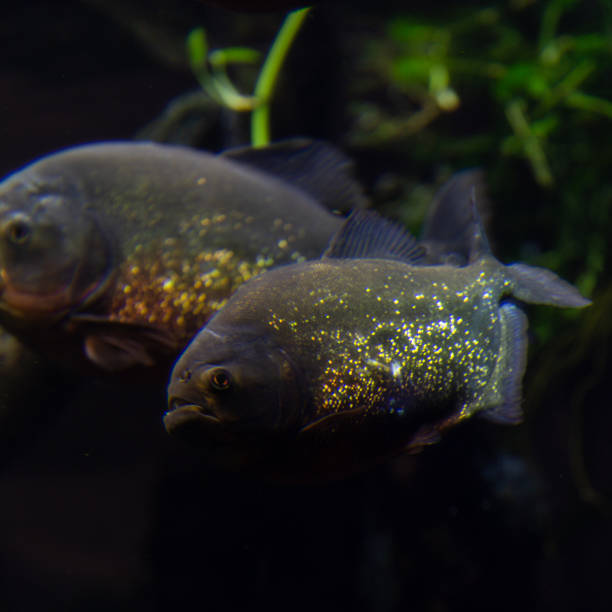 istock Tropical fish in water tank 1154706677