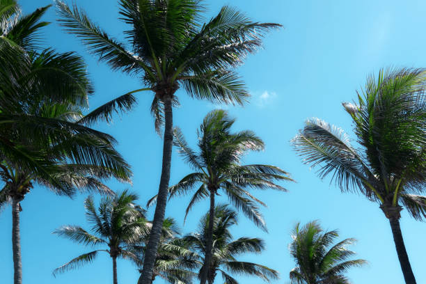 istock Group of close up tall coconut palm trees over sunny blue sky 1154709109