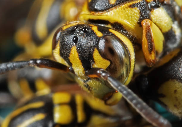 Natural closeup on a worker European yellow-jacket wasp, Vespula vulgaris preadting on a small fly