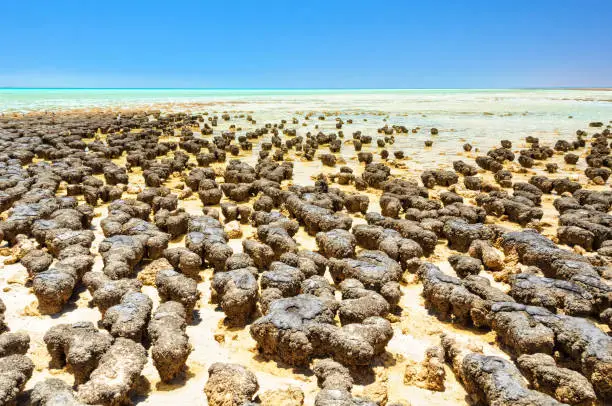 Stromatolites are rock-like structures formed by bacteria in shallow water - Hamelin Pool, Denham, WA, Australia