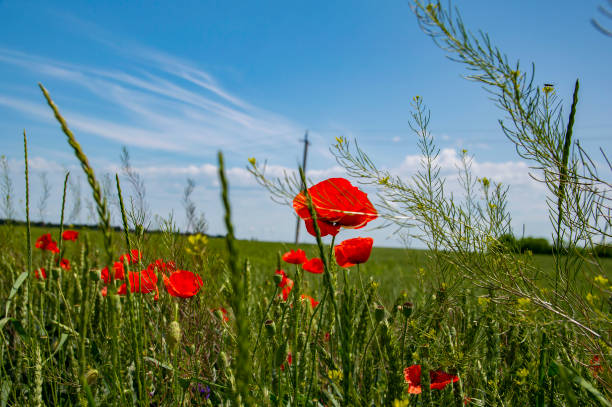 istock Red poppies on a green field background 1154711115