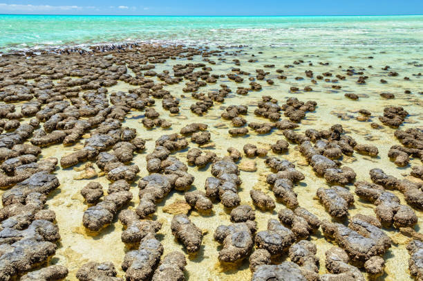 Stromatolites at Hamelin Pool - Denham Stromatolites are rock-like structures formed by bacteria in shallow water - Hamelin Pool, Denham, WA, Australia marine reserve photos stock pictures, royalty-free photos & images