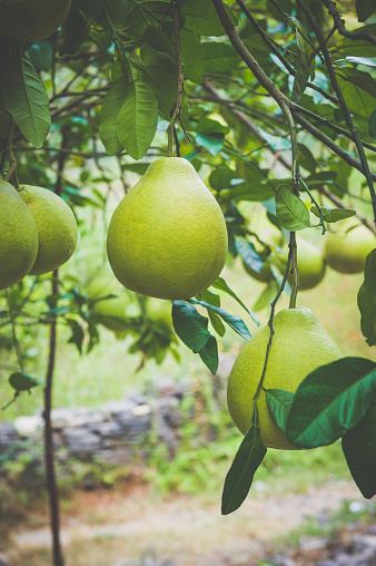 A pomelo in the tree