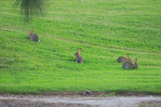 istock A group of wild rabbits (Hare) found at Moorpark, CA 1154712009