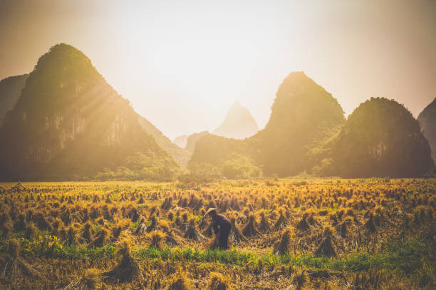 A woman work in the paddy in Guilin, China