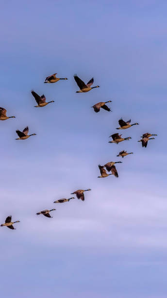 istock Vertical tall Flock of birds flying against hazy blue sky with clouds 1154715121