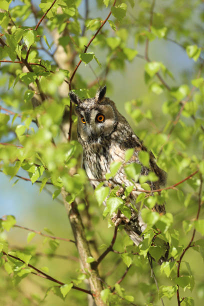 istock Portrait of a long-eared owl Asio otus. Wild bird on birch tree 1154715209