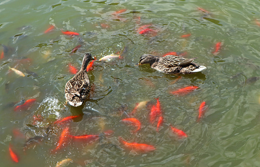 Wild ducks and fish in the lake