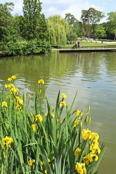 istock Yellow flowers next to the pond 1154716912