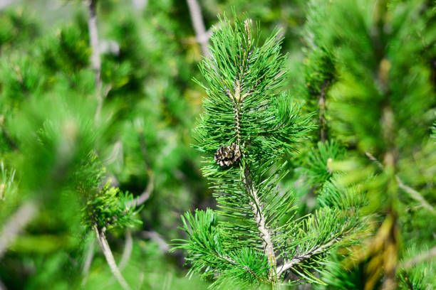 istock the branches of the Mugo pine 1154717281