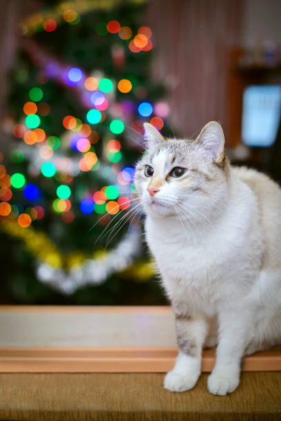 istock White cat on a background of colored lights 1154717321