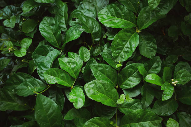 istock Foliage of tropical leaf in dark green 1154717328