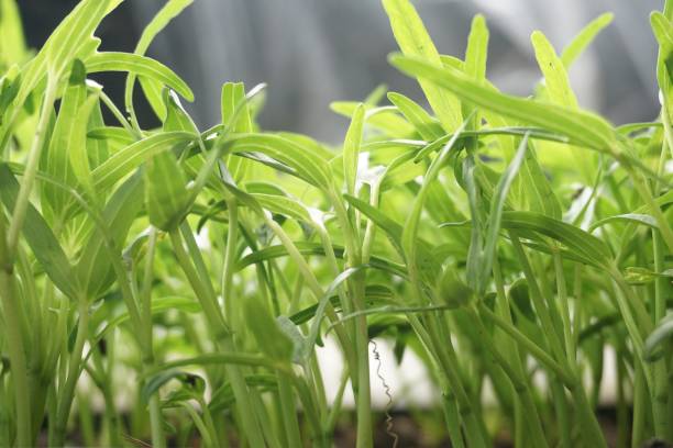 istock Ipomcea aquatica plant in nature garden 1154720443