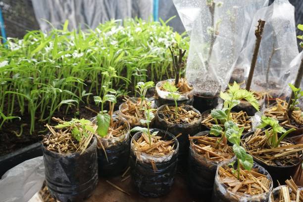istock vegetable garden in country Thailand 1154720459
