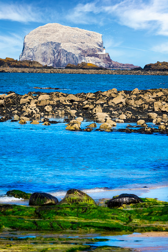 Stunning view on stone with seaweed and Bass Rock, Colony of gannets, North Berwick, Scotland, UK