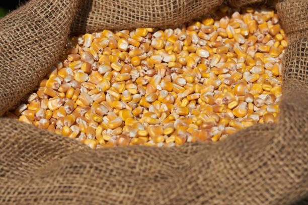 istock Corn grains in burlap sack, close-up. Dry uncooked corn grains in bag. 1154723601