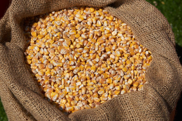 istock Corn grains in burlap sack, close-up. Dry uncooked corn grains in bag. 1154723638