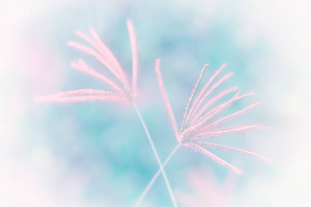 istock soft focus  pink grass  flower abstract background 1154725628
