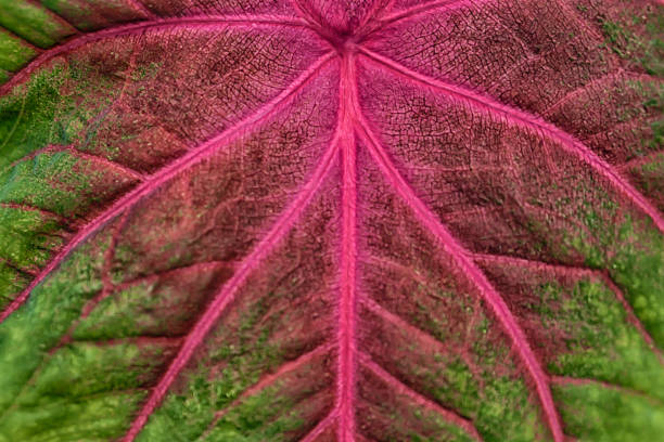 istock colorful of caladium leaves  abstract background 1154725664