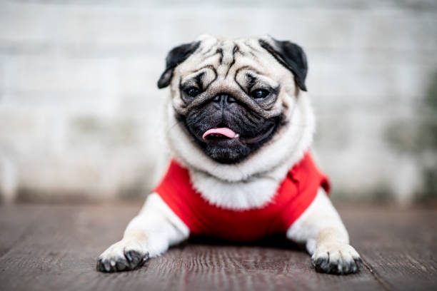 istock cute dog pug breed have a question and making funny face feeling so happiness and fun,Selective focus,Friendship Concept 1154725741